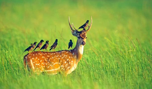 https://media.istockphoto.com/id/1411032307/photo/spotted-deer.jpg?s=612x612&w=0&k=20&c=9iuwaOPAYkMGhtarfvs6gd79oj4EXQ_8fB98jaG61Ik=