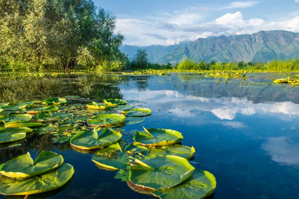 https://media.istockphoto.com/id/899087286/photo/waterplants-on-dal-lake-srinagar-kashmir-india.jpg?s=612x612&w=0&k=20&c=eg1bh74yfxt1qi8WdQtQ8VOGpeZjT4Jp4ozay3Rg2IQ=